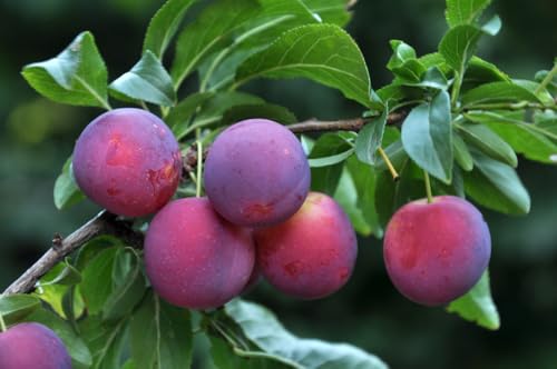 Sweet American Plum Tree Seedling for Planting - Well Rooted 1 Yr. Seedling
